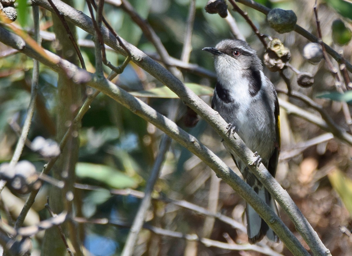 Crescent Honeyeater - ML379934711