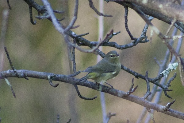 Orange-crowned Warbler - ML379935711