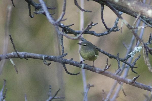 Orange-crowned Warbler - ML379935721