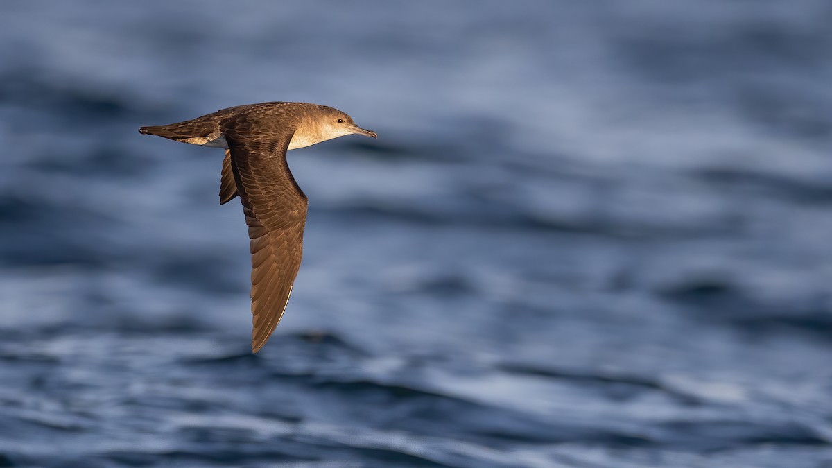 Black-vented Shearwater - Ryan Sanderson