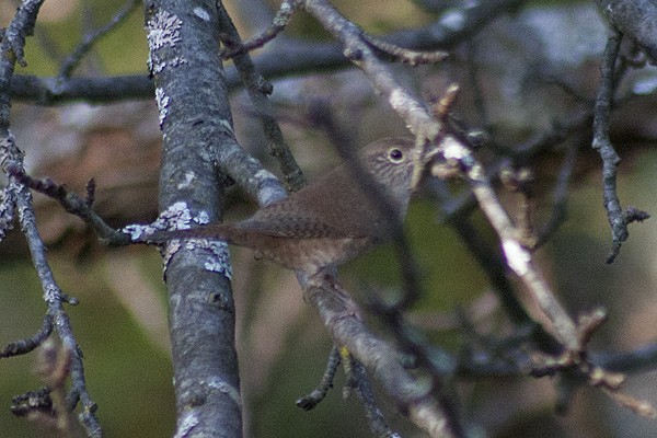 Northern House Wren - ML379936361