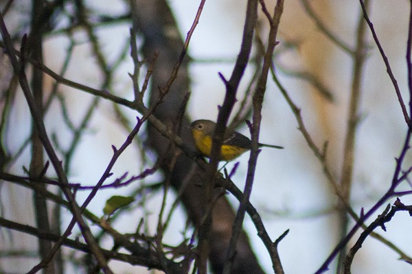 Magnolia Warbler - ML379936791