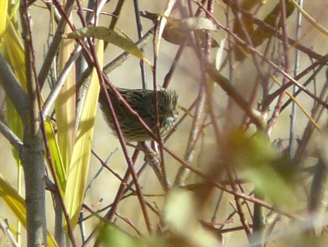 Lincoln's Sparrow - ML37993841