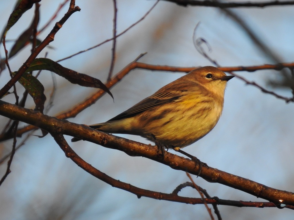 Yellow-rumped Warbler - ML379939101