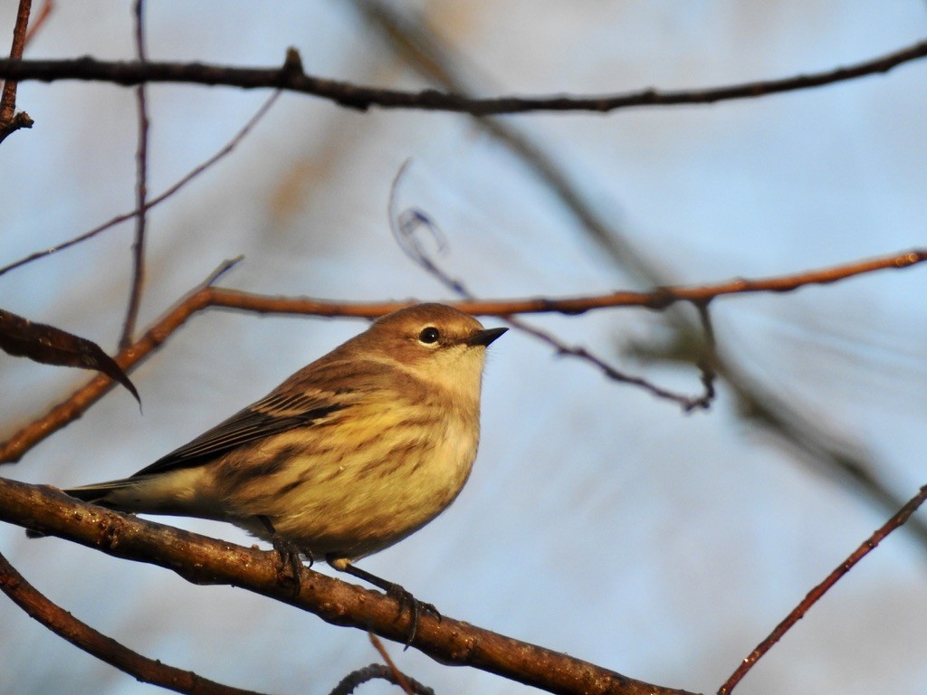 Yellow-rumped Warbler - ML379939111