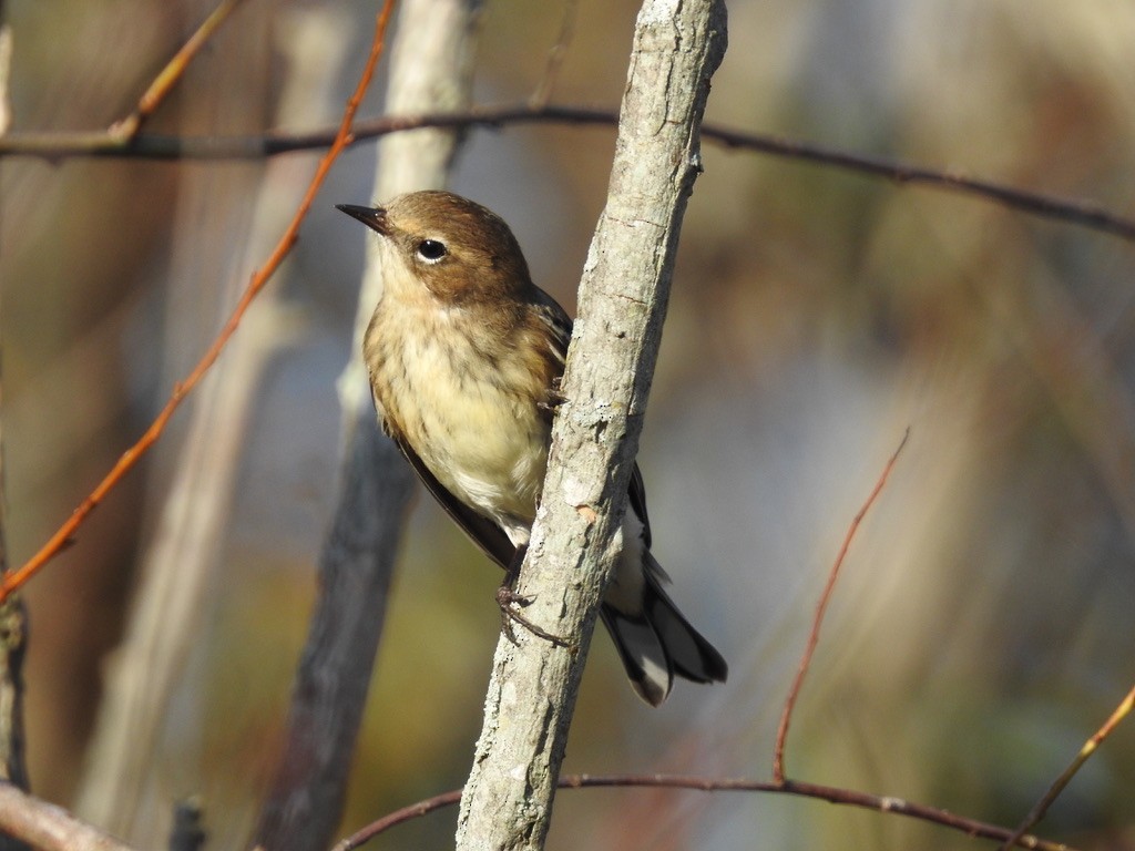 Yellow-rumped Warbler - ML379939161