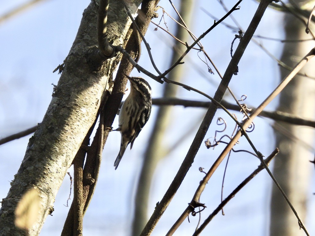 Black-and-white Warbler - ML379939291