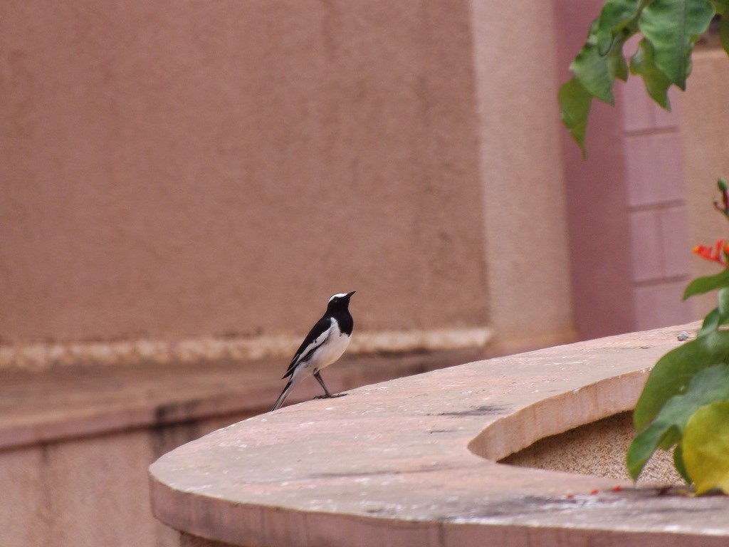 White-browed Wagtail - ML379939531