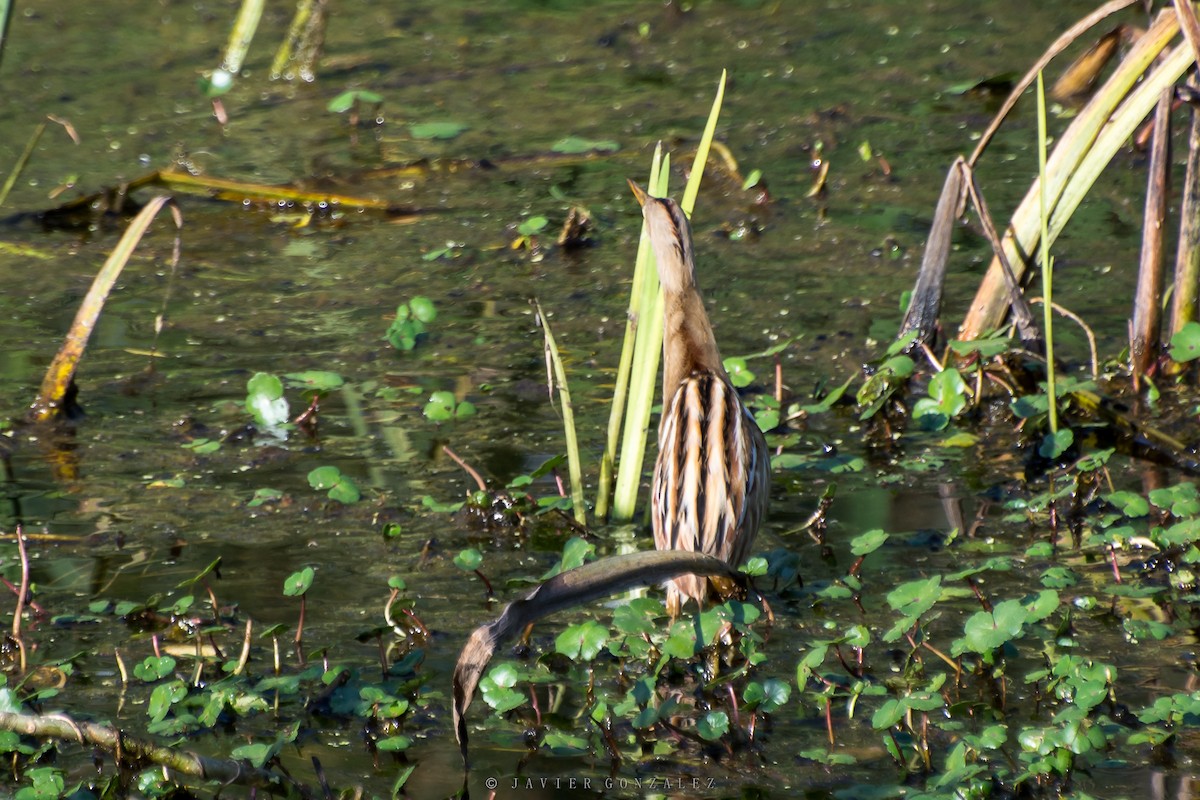 Stripe-backed Bittern - ML379940501