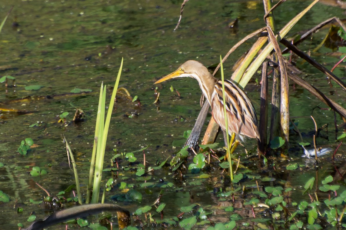 Stripe-backed Bittern - ML379940531