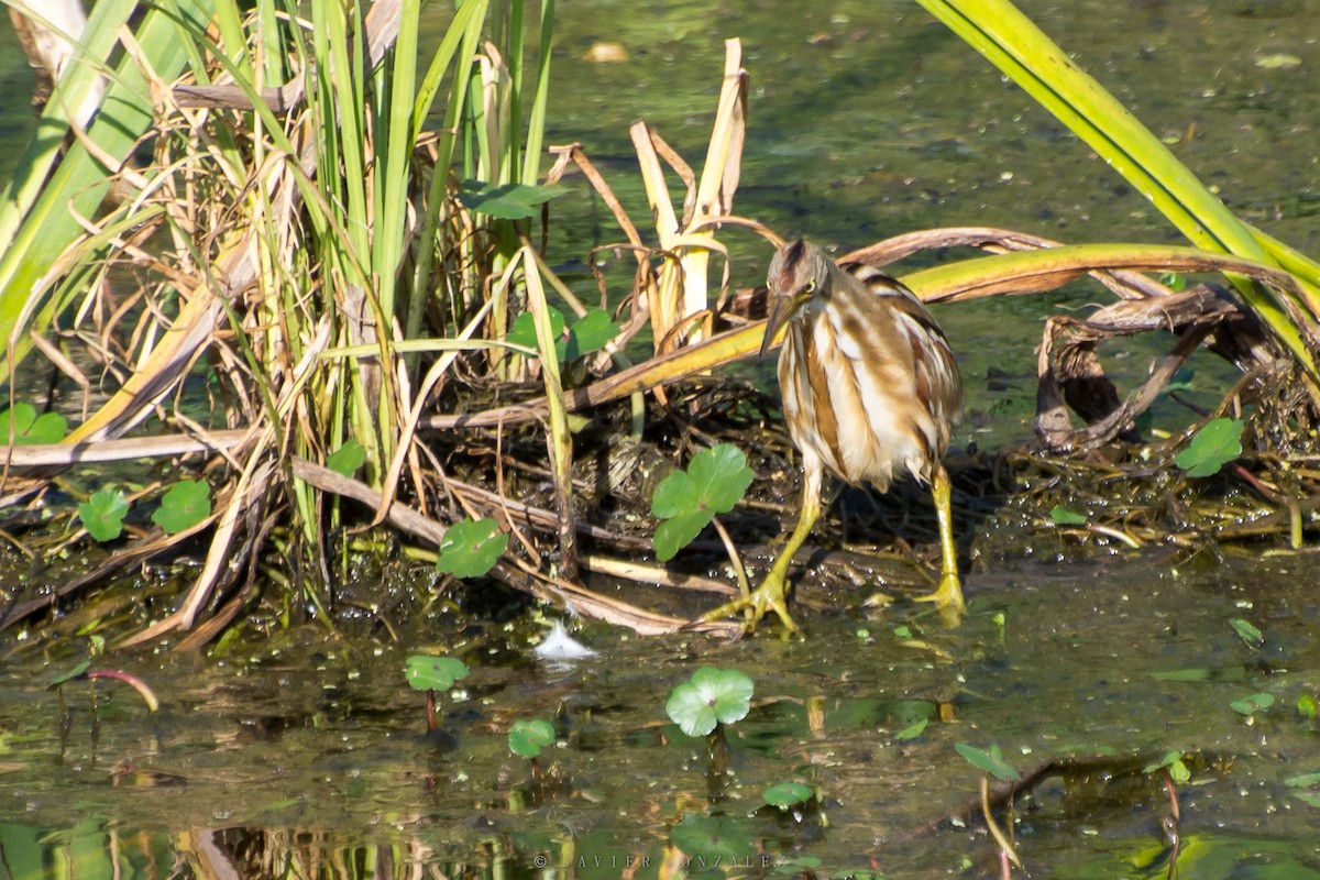 Stripe-backed Bittern - ML379940561