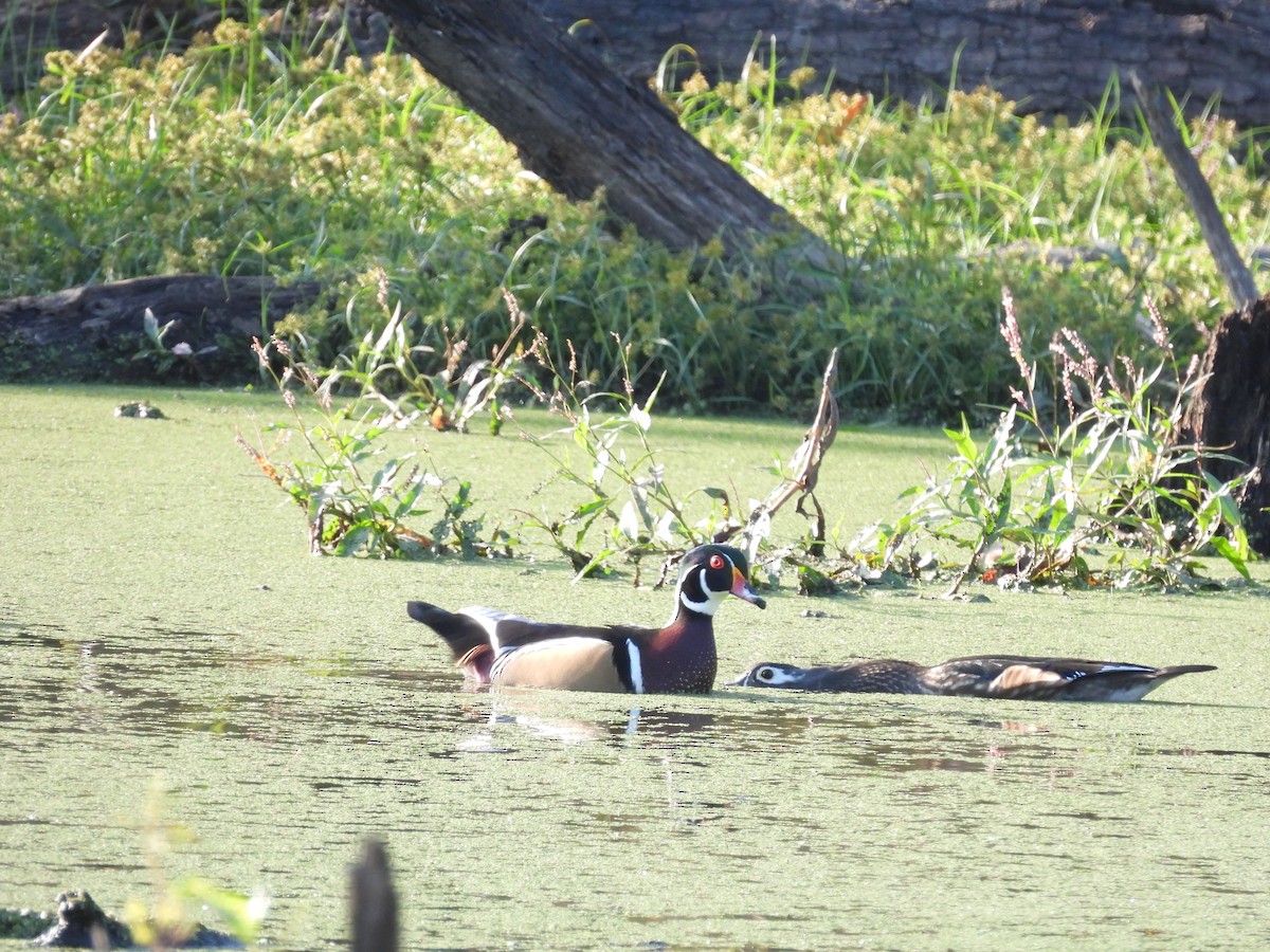 Wood Duck - Guy Moseley