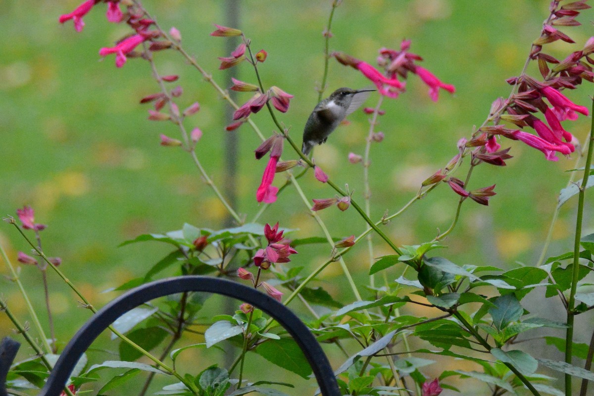 Ruby-throated Hummingbird - Mike Zebehazy