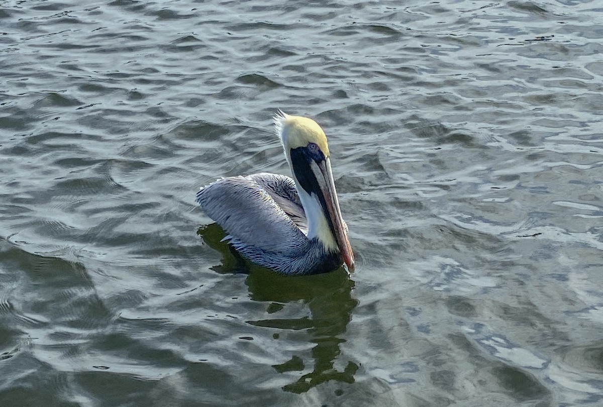 pelikán hnědý - ML379944701