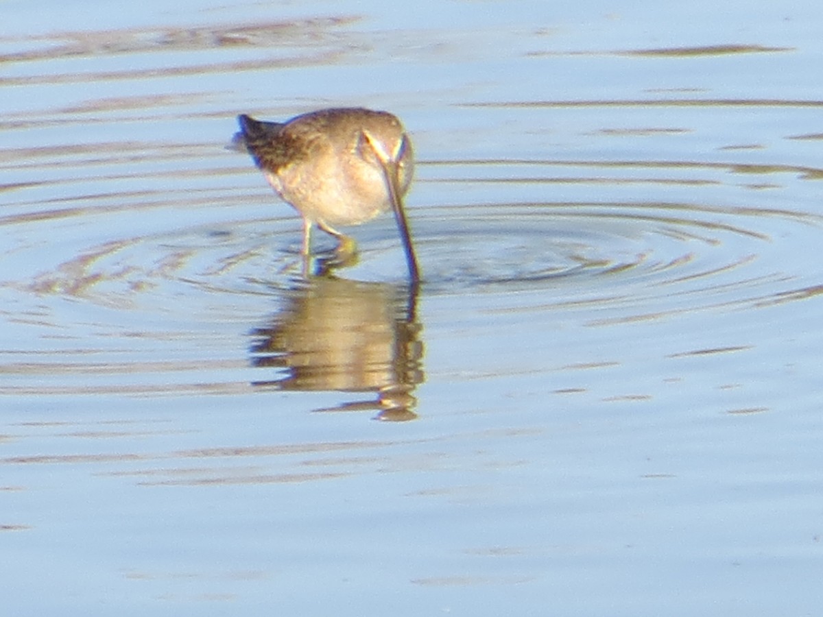 Long-billed Dowitcher - ML379944961