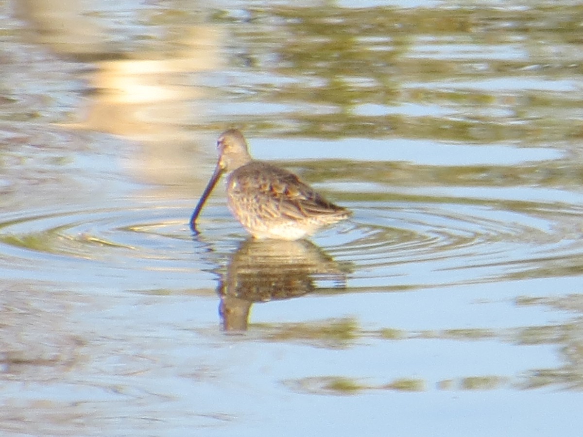 Long-billed Dowitcher - ML379944981