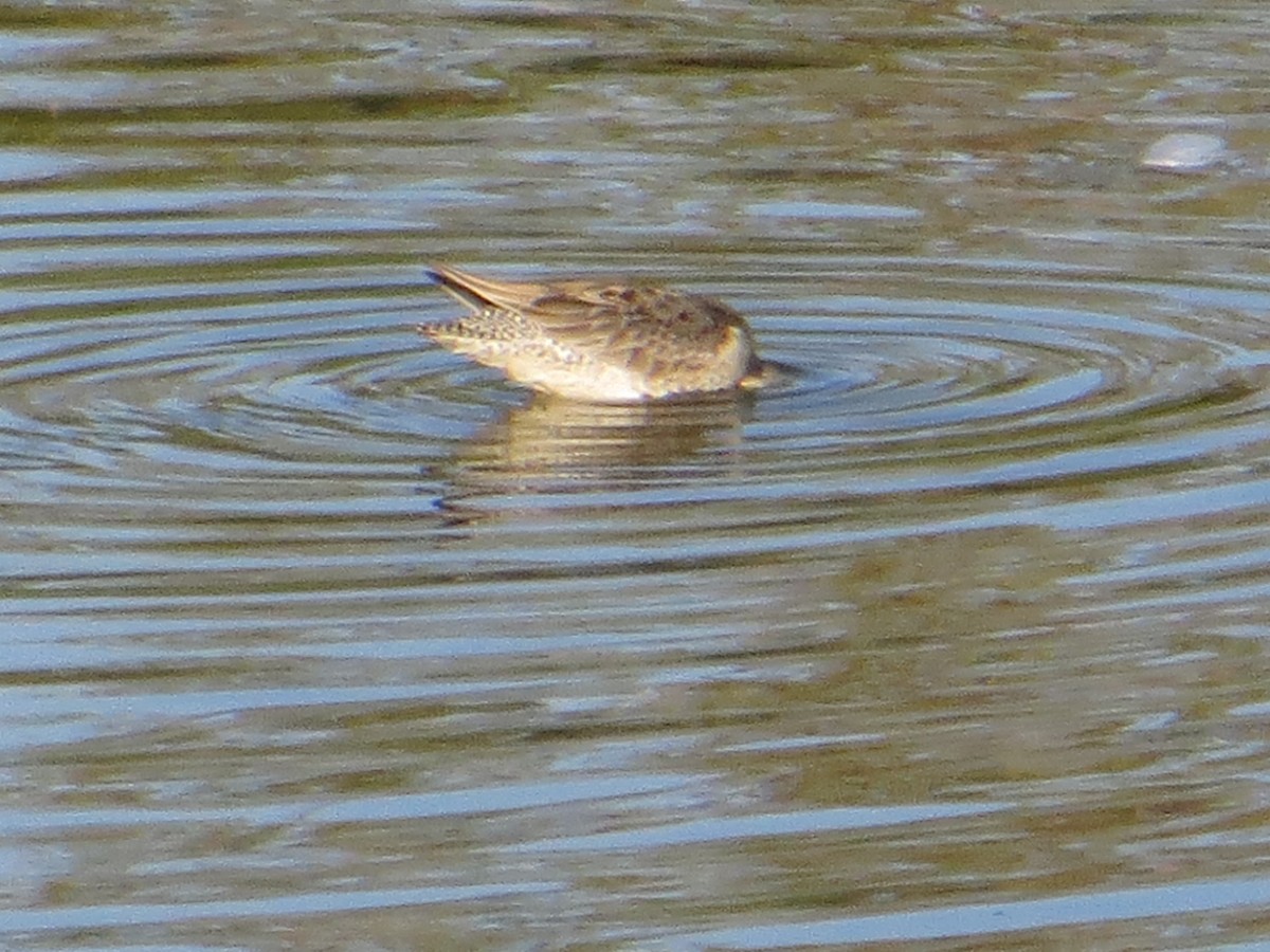 Long-billed Dowitcher - ML379944991