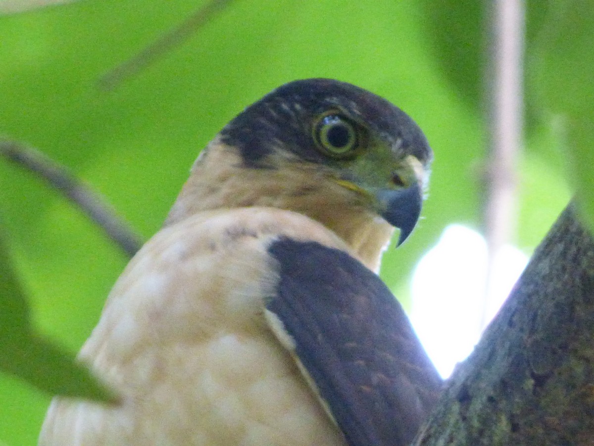 Collared Forest-Falcon - Cenaida Moncada