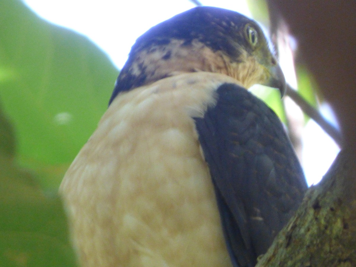 Collared Forest-Falcon - Cenaida Moncada