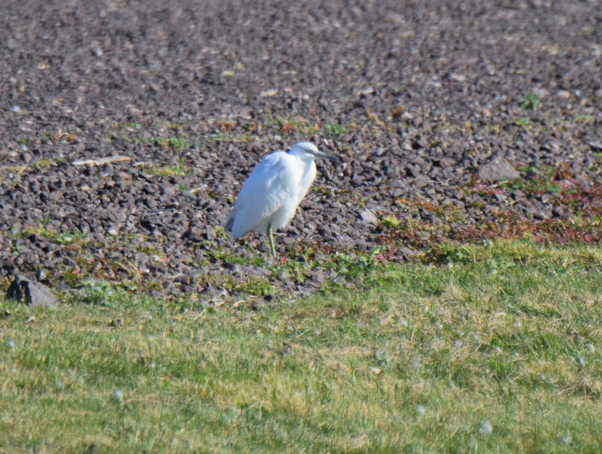 Little Blue Heron - Ken Milender