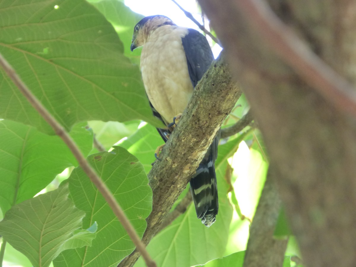 Collared Forest-Falcon - Cenaida Moncada