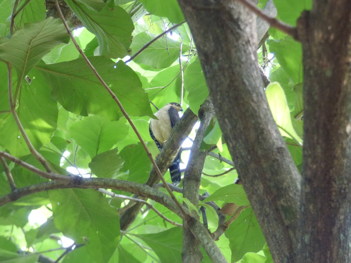 Collared Forest-Falcon - ML379945781