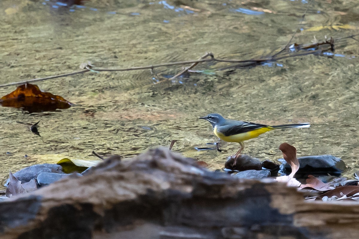 Gray Wagtail - ML379946571