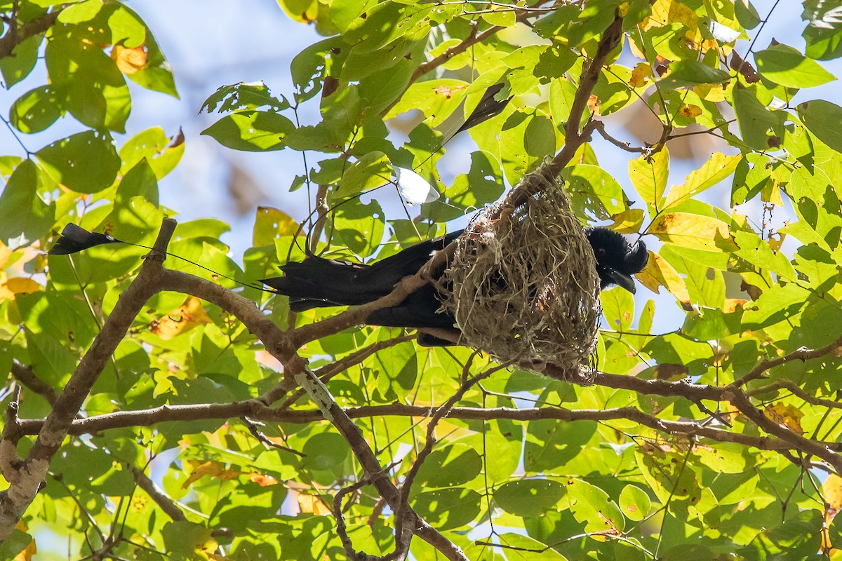 Greater Racket-tailed Drongo - ML379946801