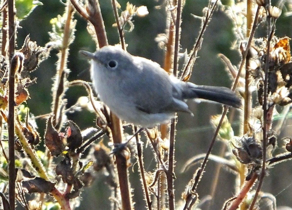 Blue-gray Gnatcatcher - ML37994721