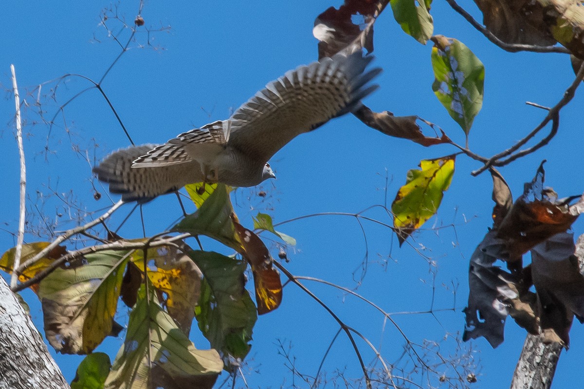 Shikra - Pattaraporn Vangtal