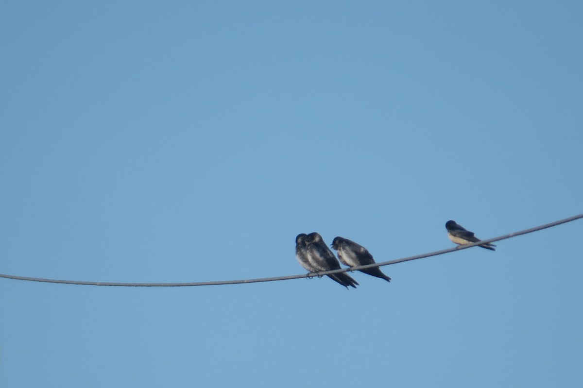 Purple Martin - ML379947531