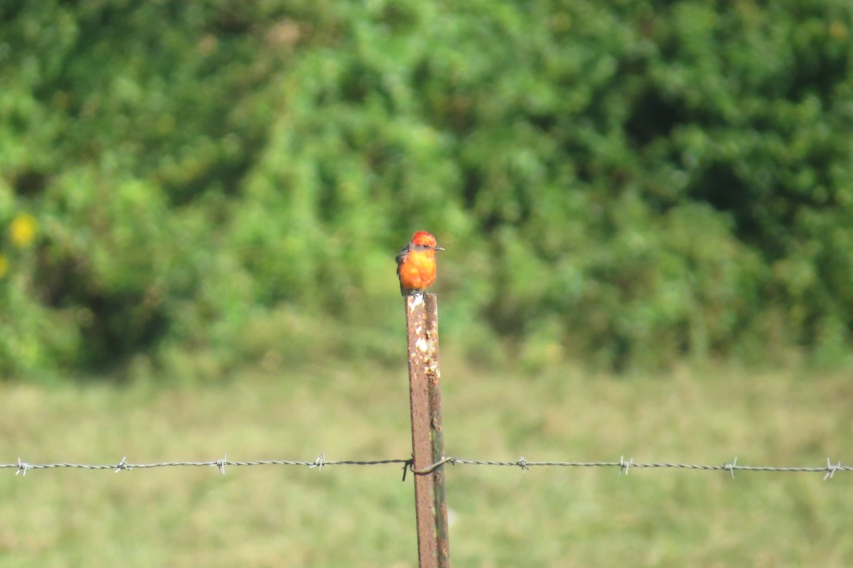 Vermilion Flycatcher - ML379947781