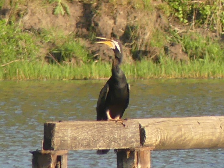 Australasian Darter - ML379948831