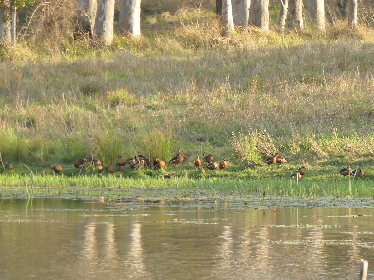 Wandering Whistling-Duck - ML379949071
