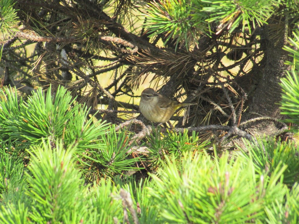 Palm Warbler (Western) - Adrian Hinkle