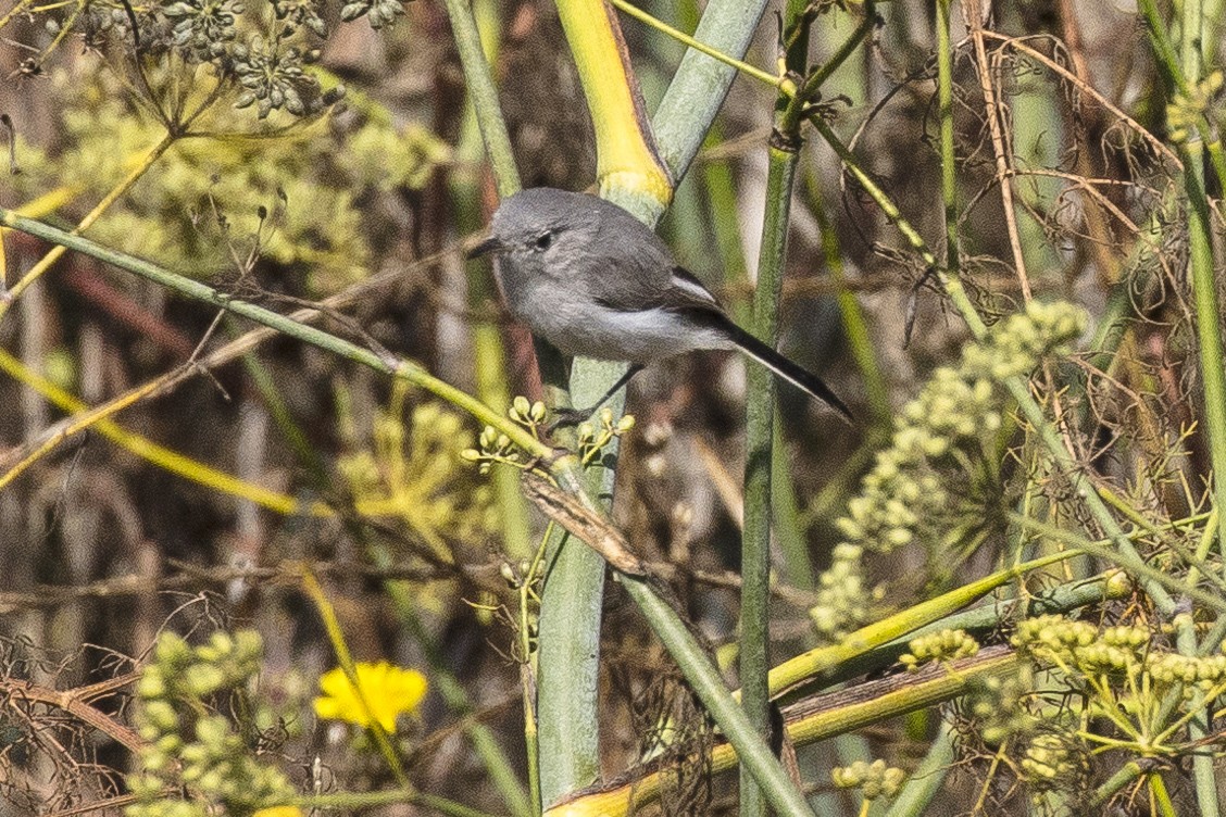 Blue-gray Gnatcatcher - ML37995211