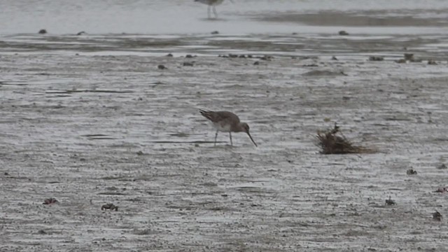 Hudsonian Godwit - ML379952231