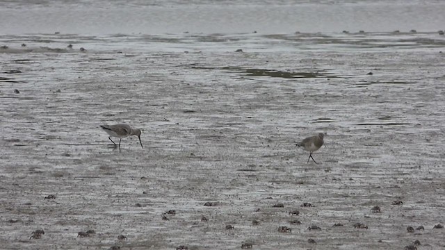 Hudsonian Godwit - ML379953371