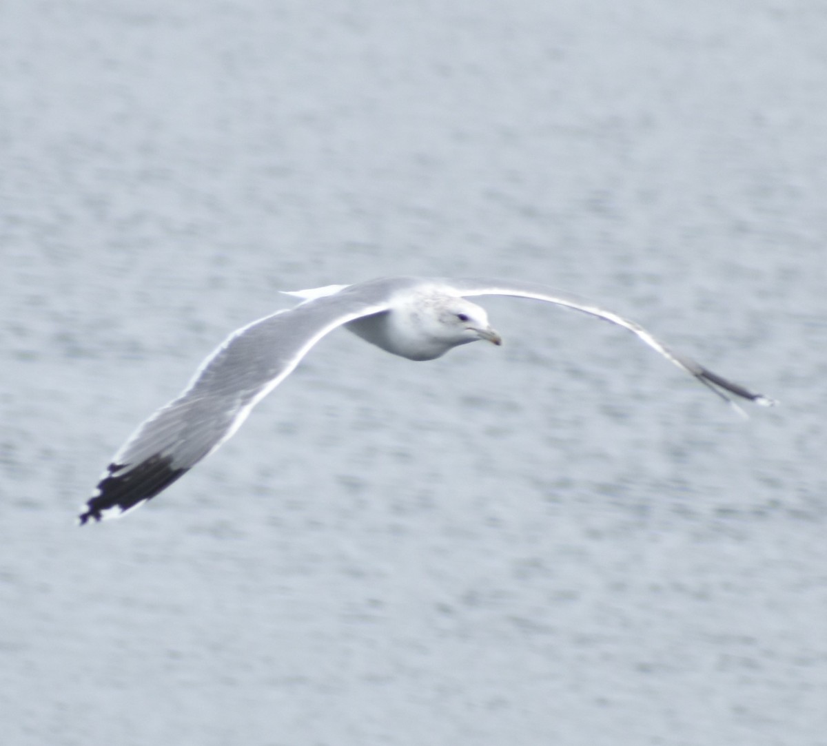 California Gull - ML379954371