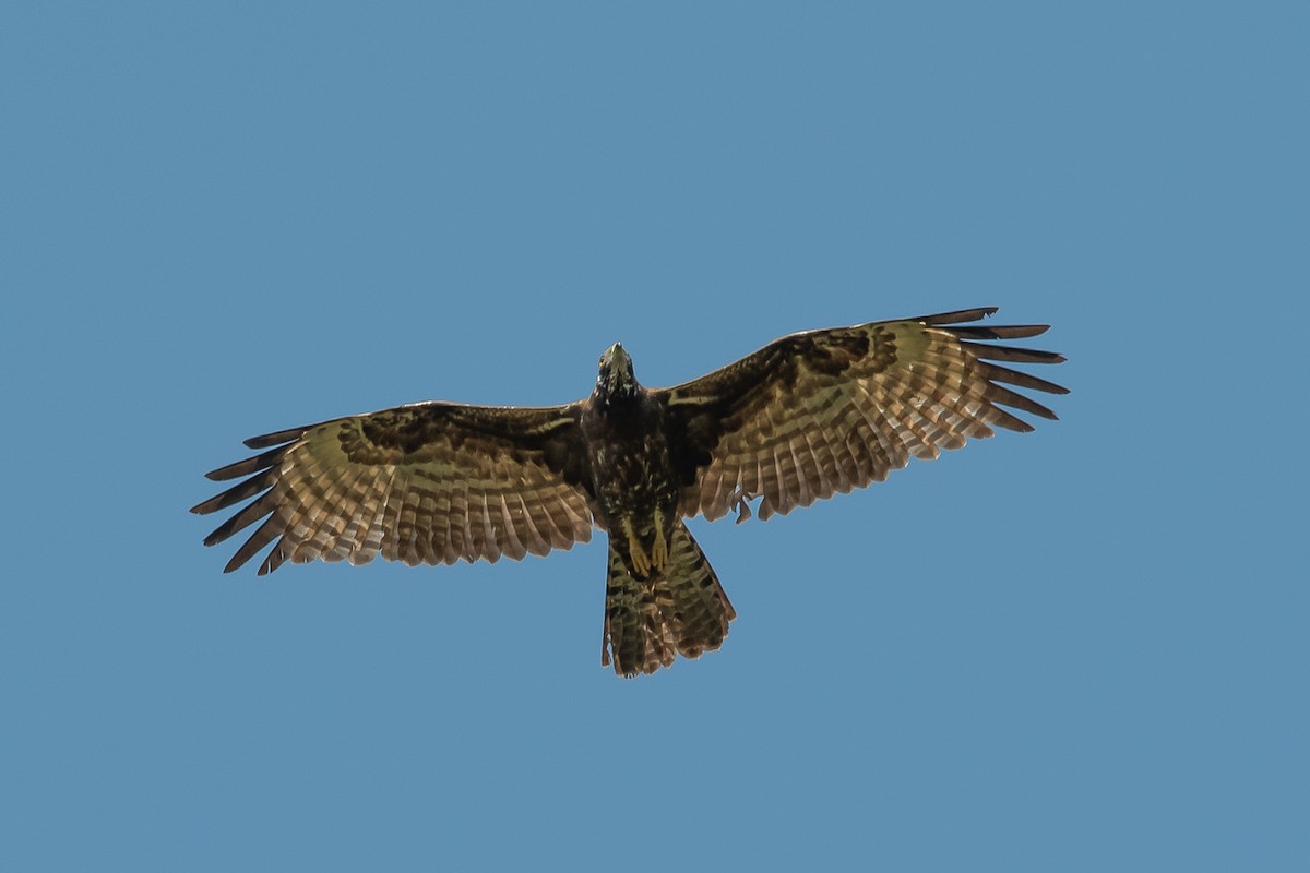 Oriental Honey-buzzard - ML379954421