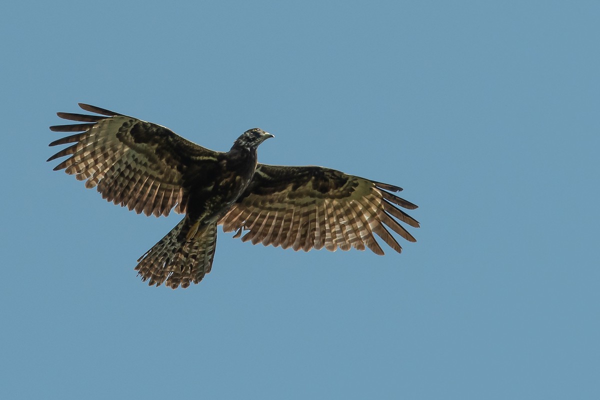 Oriental Honey-buzzard - Pattaraporn Vangtal