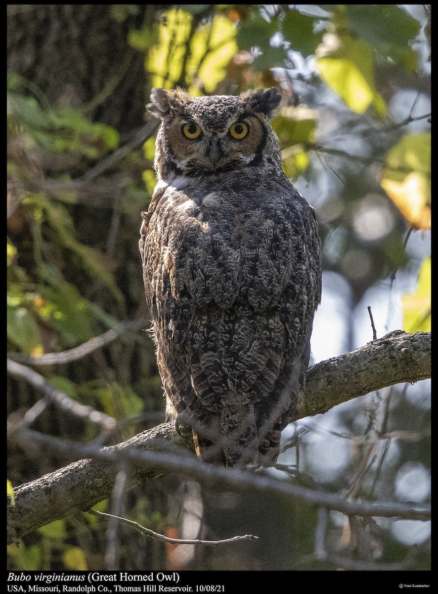 Great Horned Owl - ML379955201