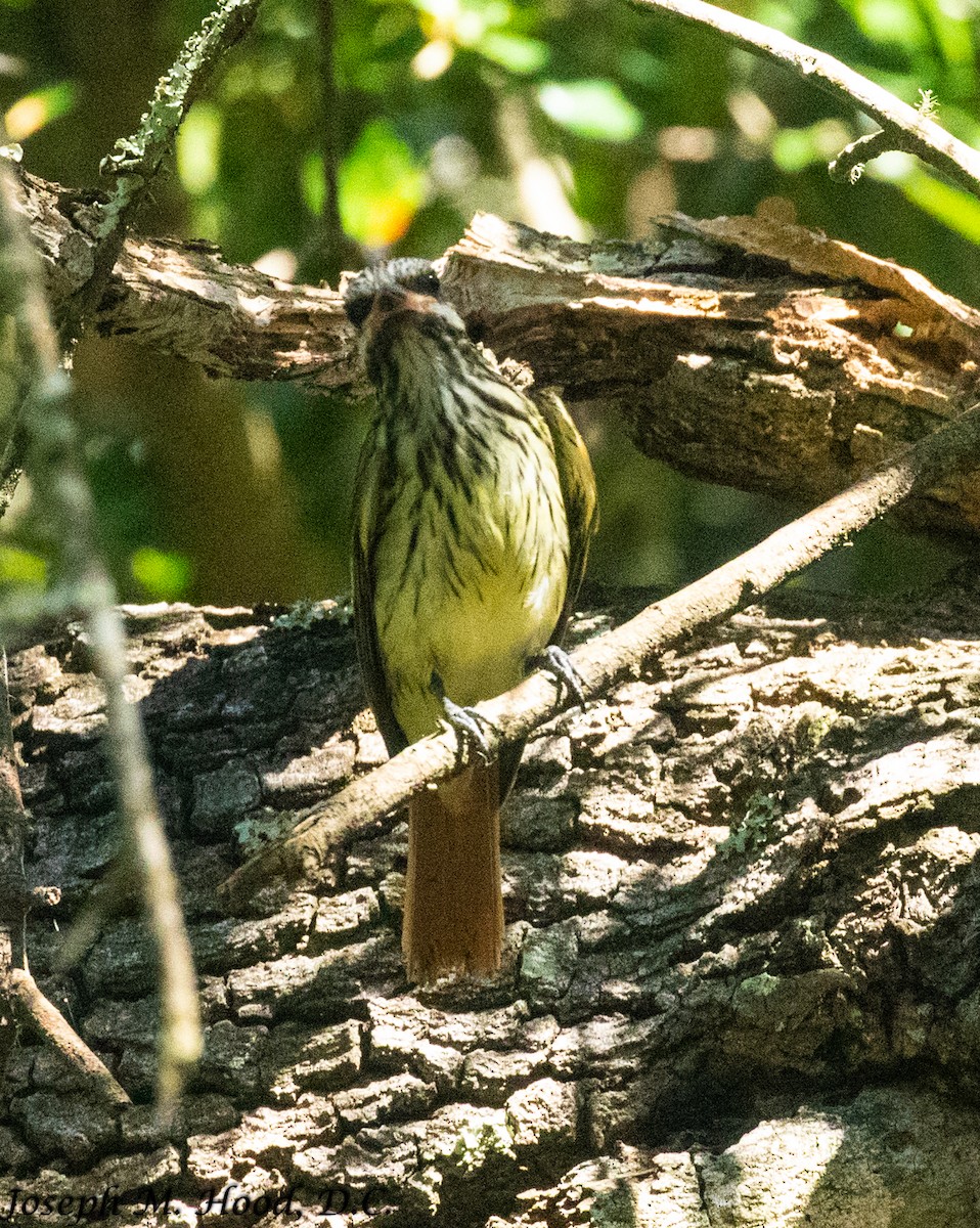 Sulphur-bellied Flycatcher - ML379955271