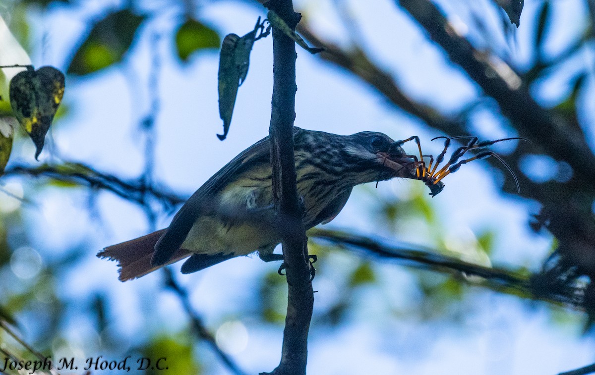 Sulphur-bellied Flycatcher - ML379955291