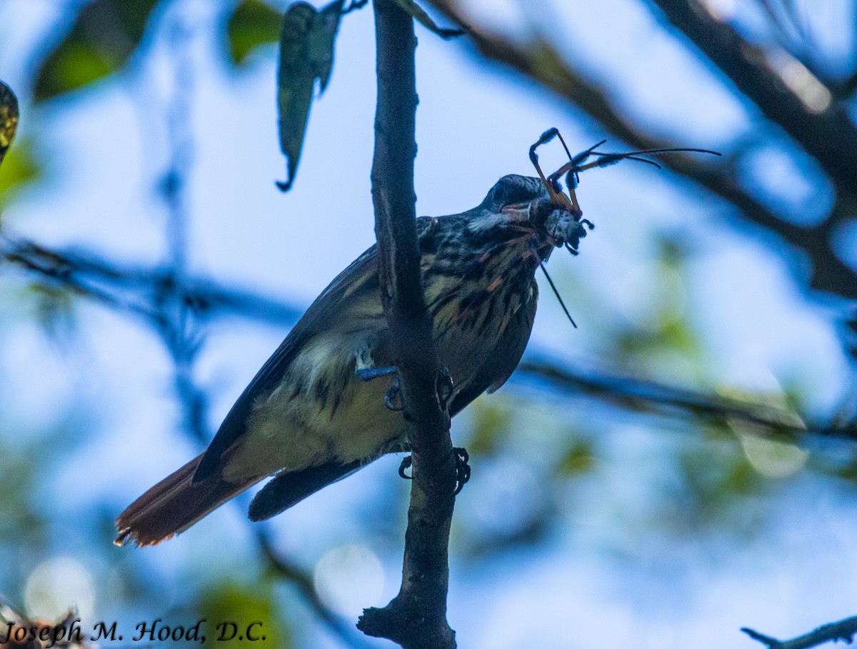 Sulphur-bellied Flycatcher - ML379955301