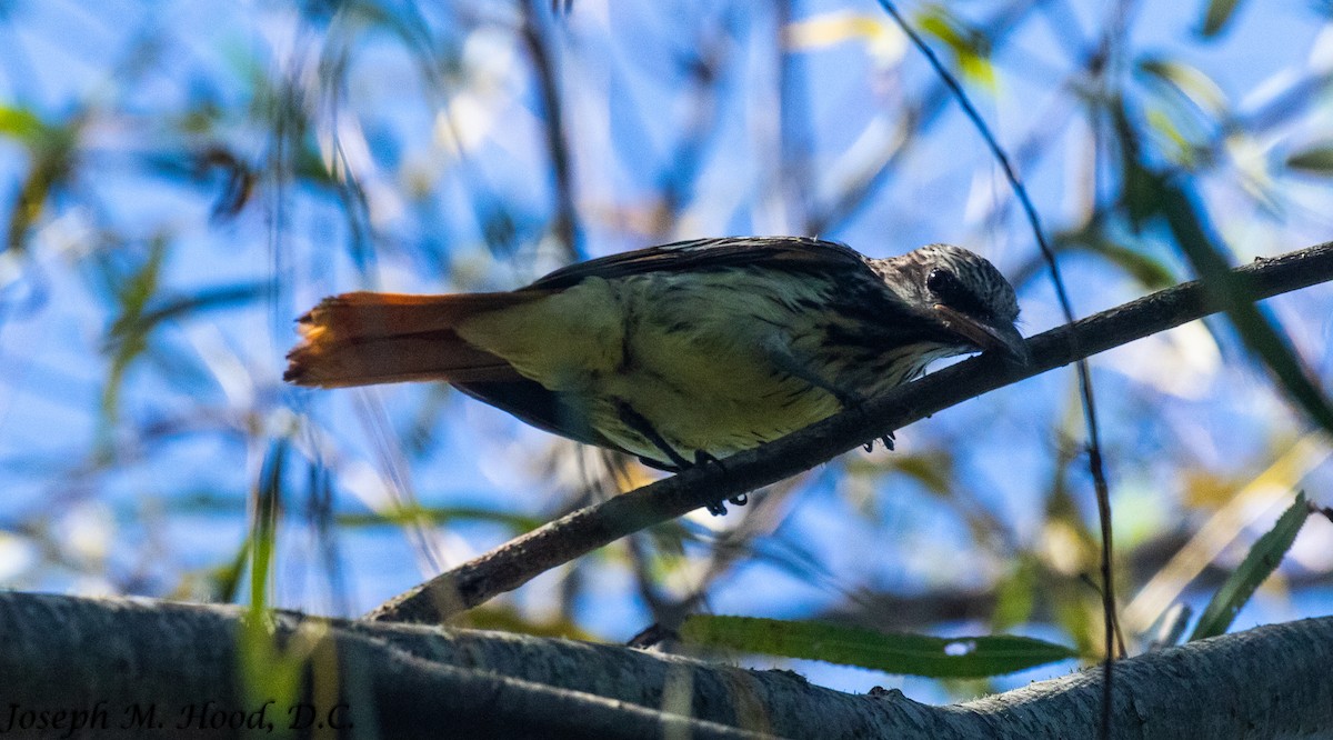 Sulphur-bellied Flycatcher - ML379955321