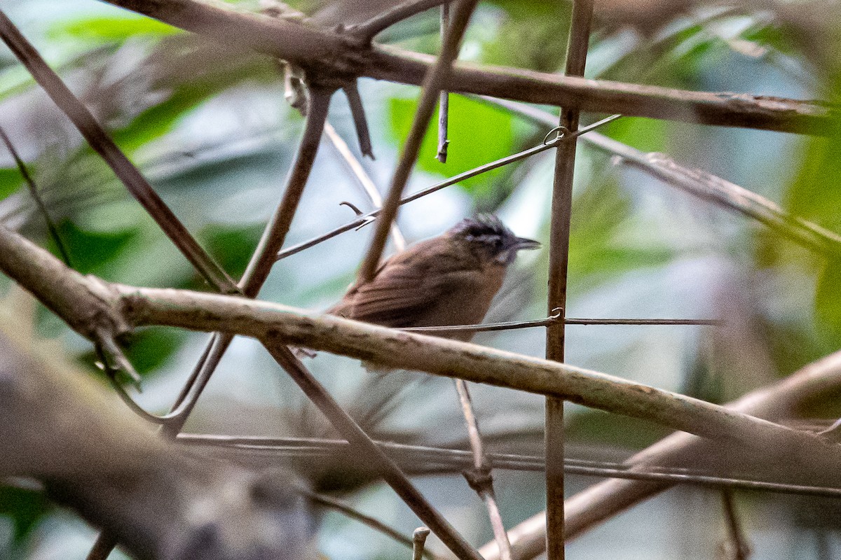 Gray-throated Babbler - Pattaraporn Vangtal