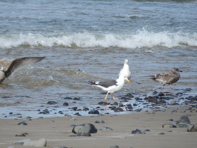 Lesser Black-backed Gull - ML37995661