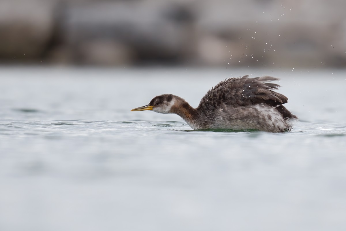 Red-necked Grebe - Ben  Lucking