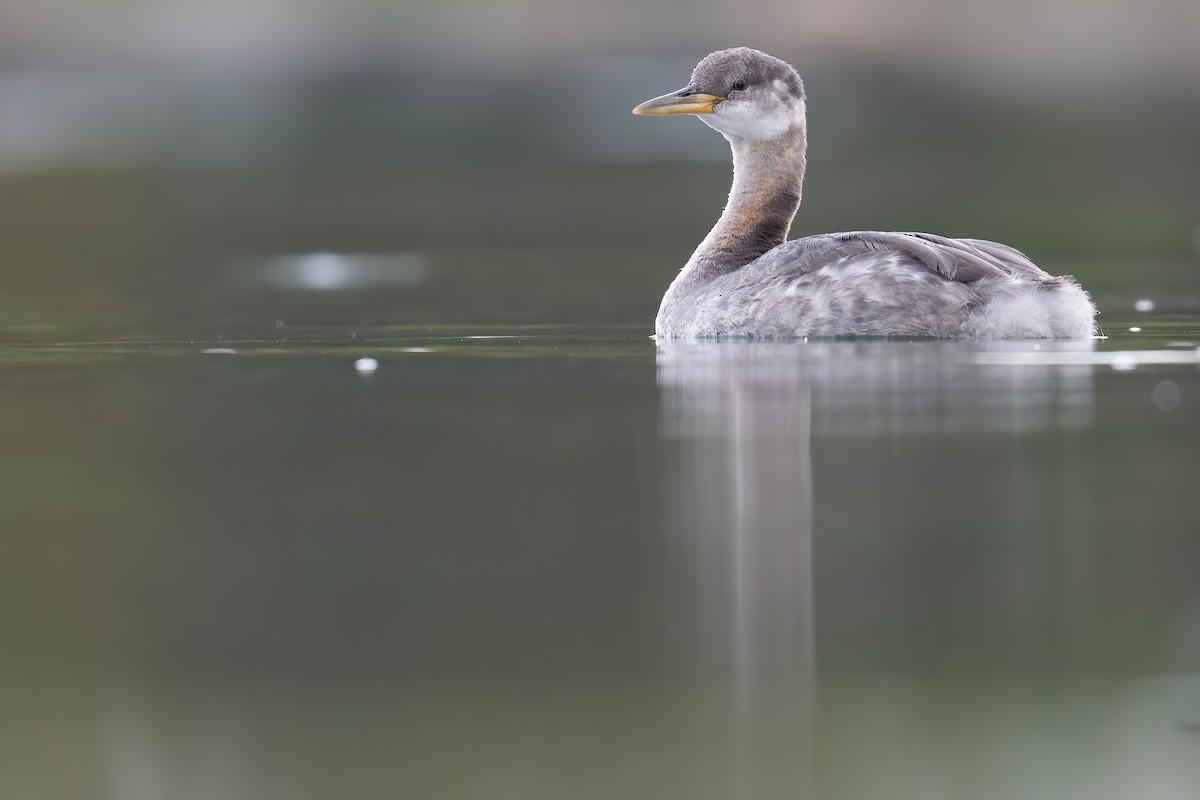 Red-necked Grebe - ML379956761